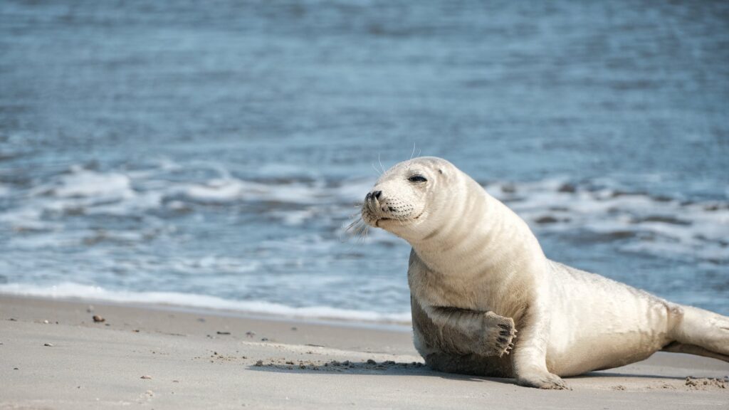 phoque baie de somme