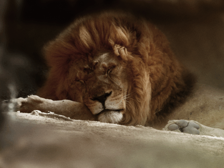 lion-sigean lion sigean