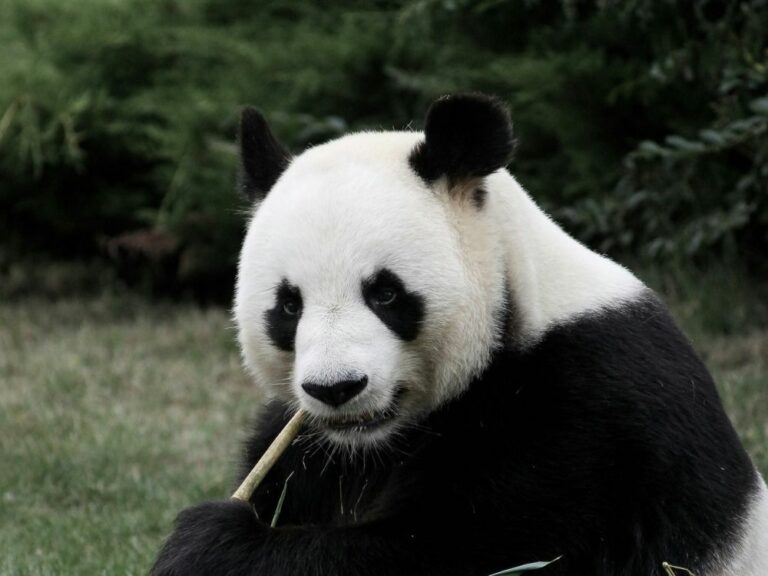 panda-zoo-de-beauval panda zoo de beauval