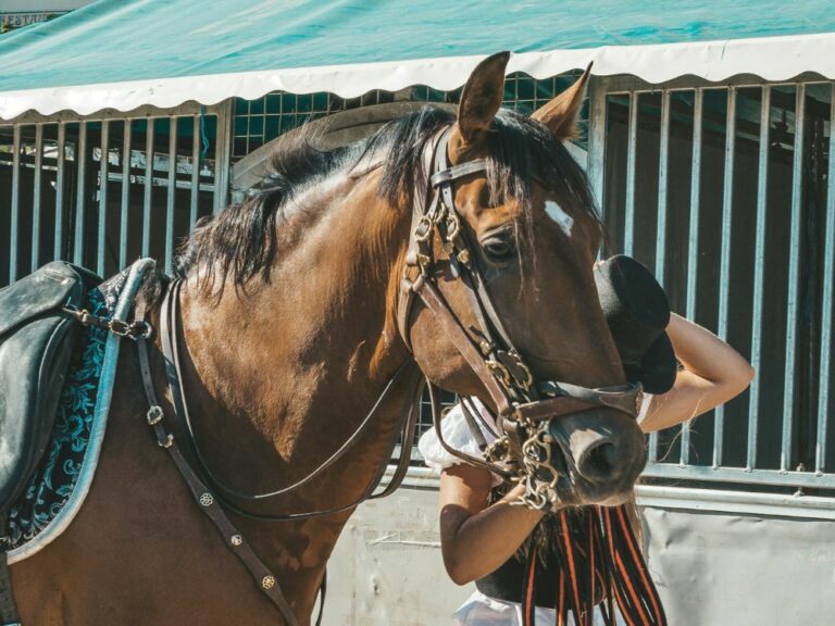 cheval-camargue cheval camargue