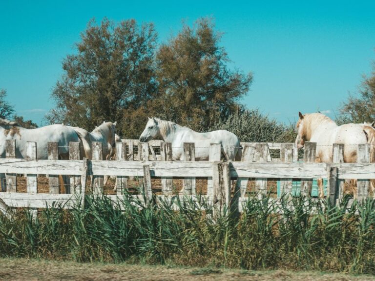 chevaux-camargue chevaux camargue