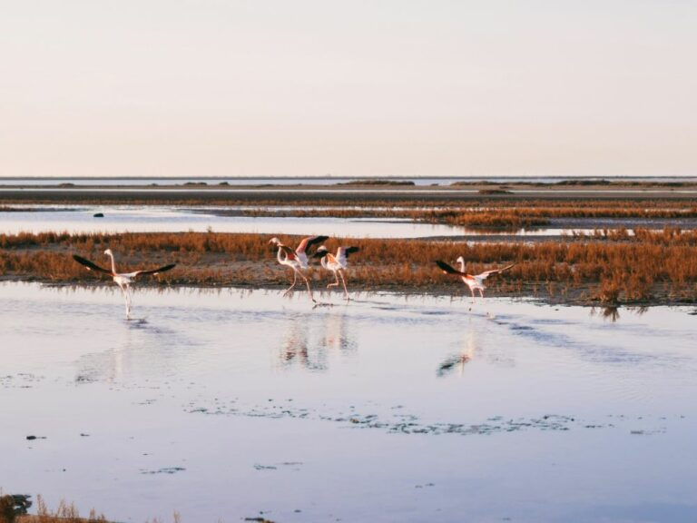 flamands-rose-camargue flamands rose camargue