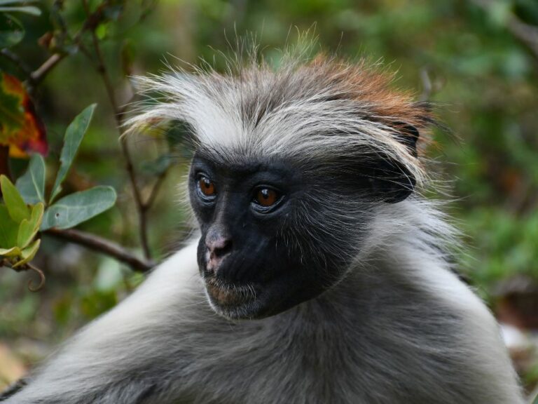 singe-zanzibar singe zanzibar
